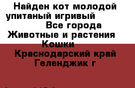 Найден кот,молодой упитаный игривый 12.03.2017 - Все города Животные и растения » Кошки   . Краснодарский край,Геленджик г.